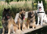 Hundeschule Kaiser Familienhunde