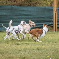 Hundeschule Junghundtraining Spiel