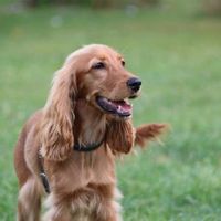 Hundeschule Berlin Junghundtraining