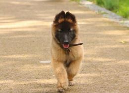 Rueckruf Hundeschule