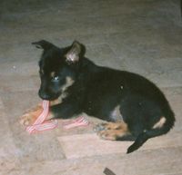 Welpe Hundeschule Kaiser