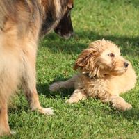 Welpenkurs Hundeschule Berlin