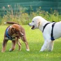 Welpentraining Hundeschule Berlin