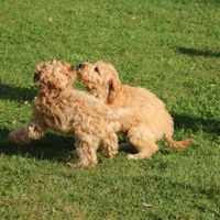 Welpenspiel Hundeschule Berlin