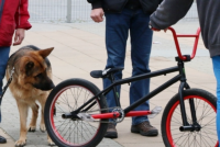 Hundeschule Kaiser Angst vor Fahrr&auml;dern