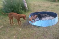 Junghundtraining im Hundepool Hundeschule Kaiser
