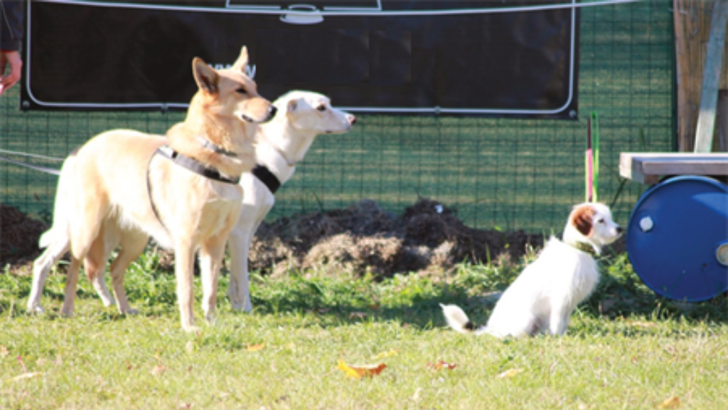 Hundeschule und Verhaltenstherapie mit Herz für Berlin Brandenburg