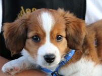 Kooikerhondje Welpe