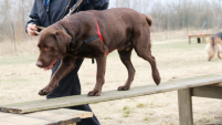 Begleithundtraining Parcouring Hundeschule Kaiser