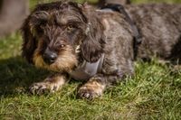 Hundetraining mit St&auml;rken Impulskontrolle und Aufbau Bindung